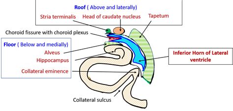 Lateral Ventricle Parts Boundaries Tela Choroidea Choroid Plexus