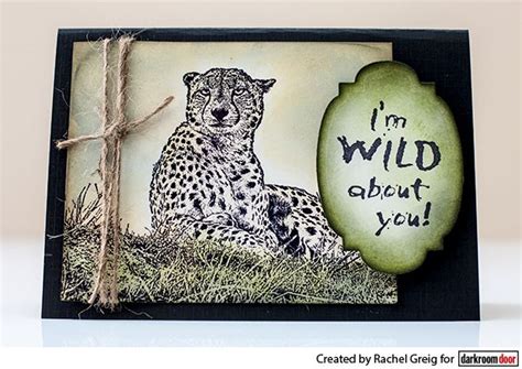 Cheetah Card By Rachel Greig Using Darkroom Door Wild Africa Vol 2