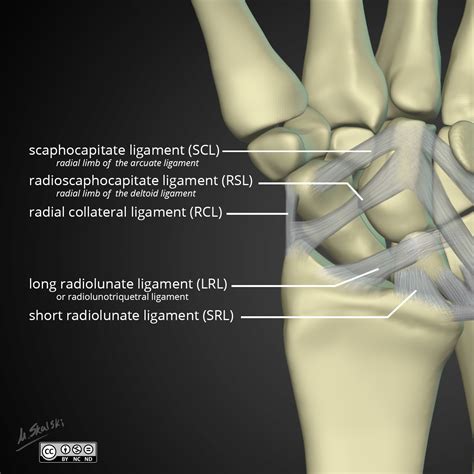 Image Radiopaedia Org