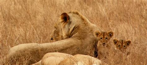 Lion cubs - All the important facts you should know