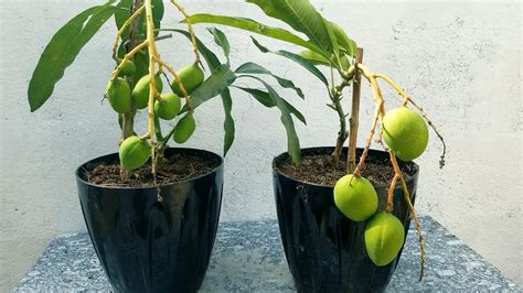 En Cu Nto Tiempo Da Frutos Una Planta De Mango