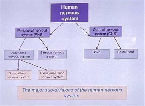 The Nervous System And The Endocrine System Chapter Y