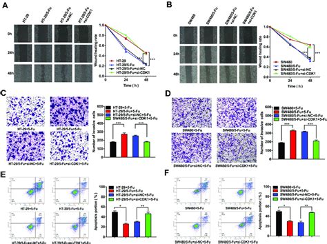 Down Regulation Of Cdk Inhibited Migration Invasion And Promoted