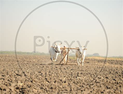 Image Of Farmer Ploughing His Dry Land With Bulls In Traditional Manner