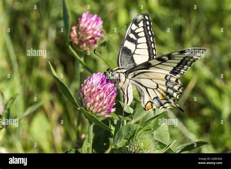 A Swallowtail Moth On A Flower Stock Photo Alamy