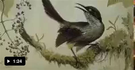 The Last Kauai Bird In World Was Recorded Singing A Mating Call To