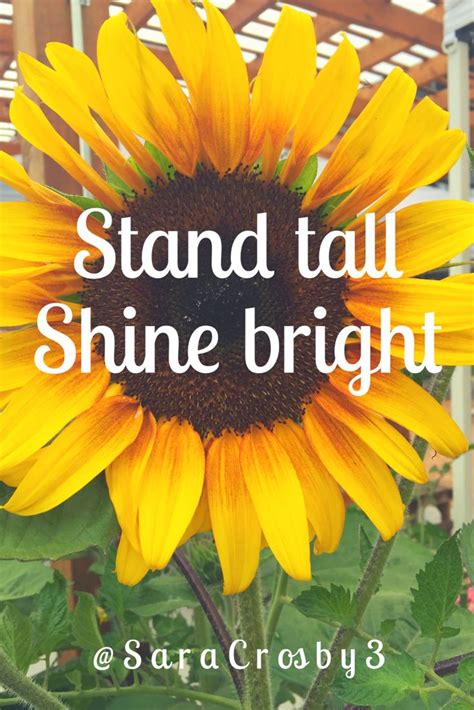 Motivation Affirmation Happy Sunflower Photo Stand Tall Shine Bright