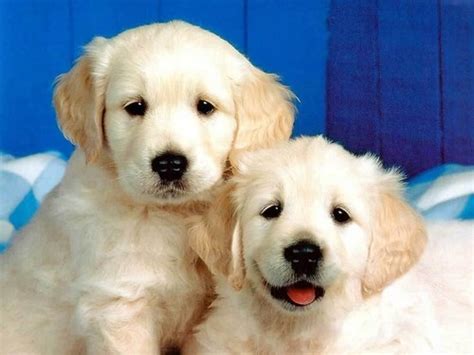 Doggies