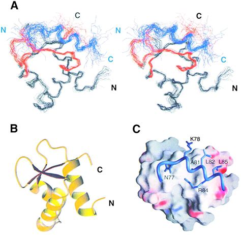 Structural Basis For The Recognition Of Dna Repair Proteins Ung Xpa