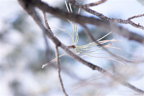 Frosted Evergreen Needles On Behance