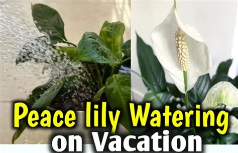 How To Water Peace Lily While On Vacation Pro Tips