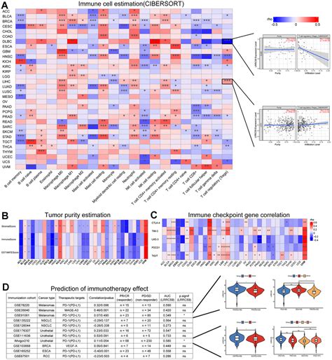 Pan Cancer Analysis Of Lrrc With A Focus On Prognostic And