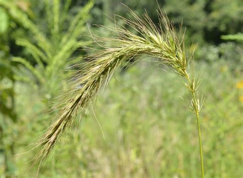 Rye Grasses | Illinois Grasses | Illinois Extension | UIUC