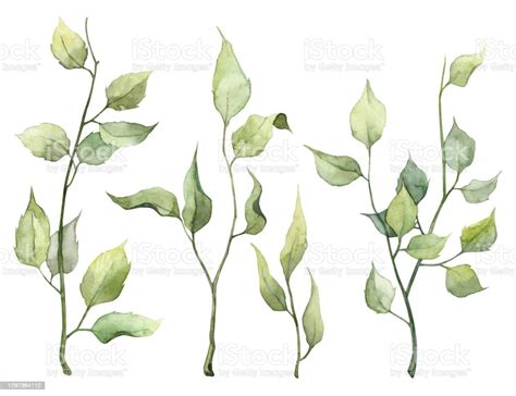 Collection Of Hand Painted Watercolor Green Leaves Stock Illustration