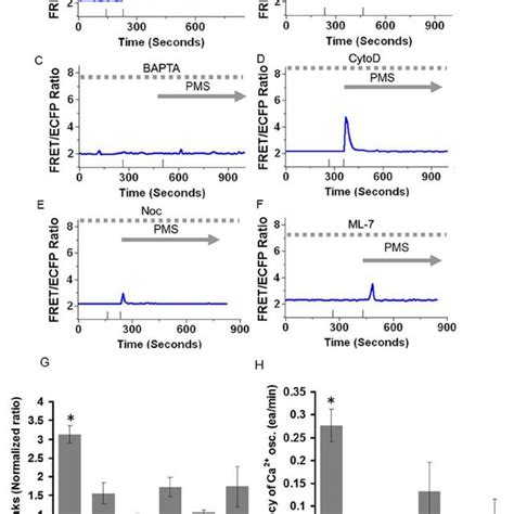 Calcium Oscillations Triggered By The PMS Depend On Calcium Entry Via