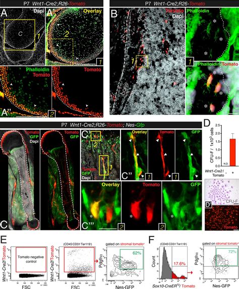 The Neural Crest Is A Source Of Mesenchymal Stem Cells With Specialized