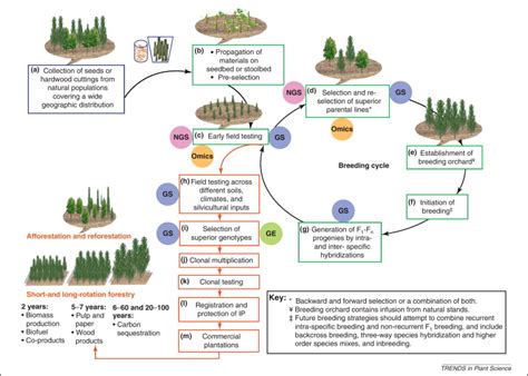 Accelerating The Domestication Of Forest Trees In A Changing World