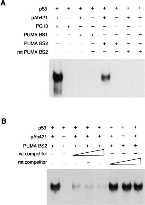 Puma A Novel Proapoptotic Gene Is Induced By P53 Molecular Cell