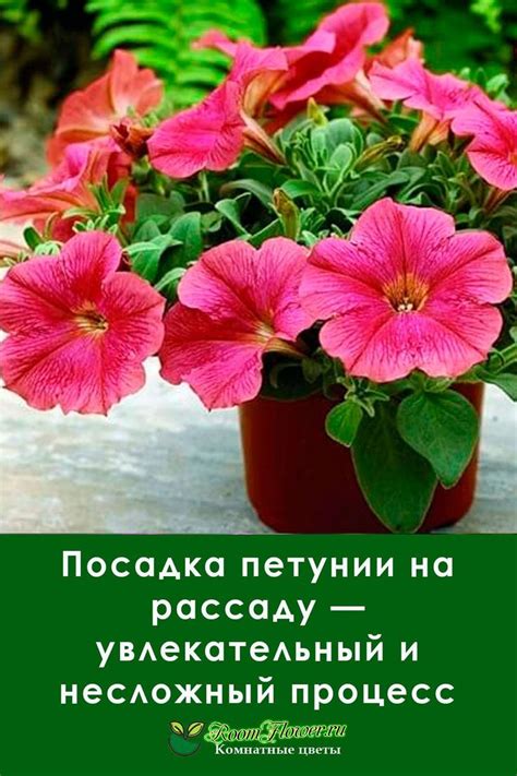Посадка петунии на рассаду — увлекательный и несложный процесс ...