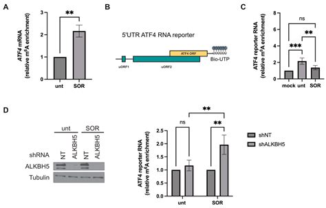 Biomolecules Free Full Text The RNA Demethylases ALKBH5 And FTO