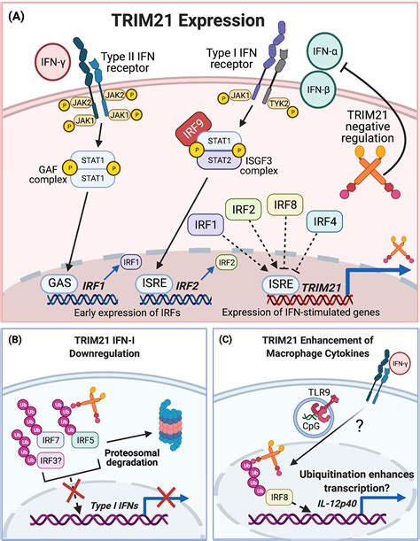 Frontiers Trim21ro52 Roles In Innate Immunity And Autoimmune Disease