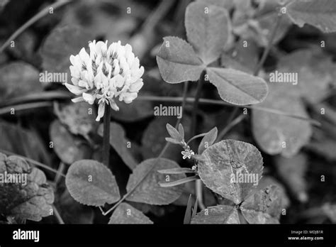 Hoja De Trébol Imágenes De Stock En Blanco Y Negro Alamy