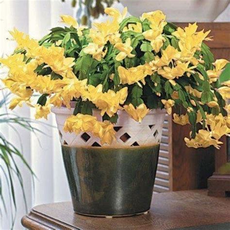 Conoce El Cactus De Navidad Amarillo Para Decorar Tu Hogar Y Atraer La