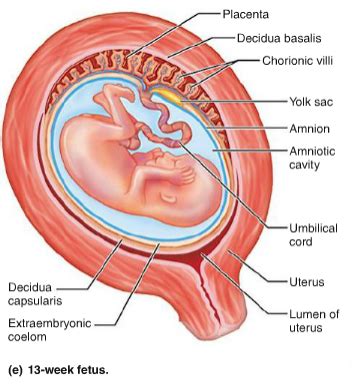 Fetal Circulation Flashcards Quizlet