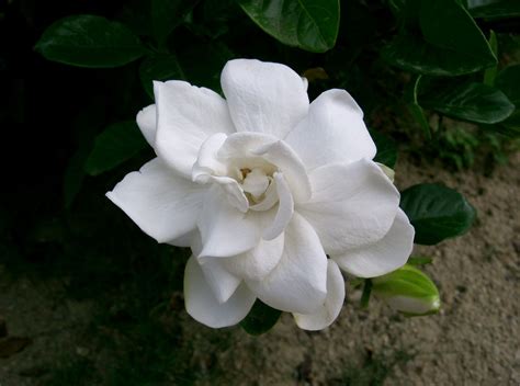 File Gardenia Jasminoides1  Wikimedia Commons