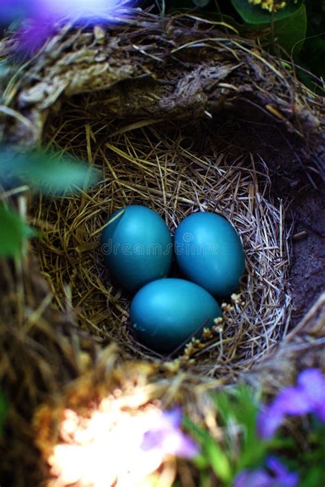 Robins Eggs Editorial Stock Image Image Of Lovely Nature 64928354