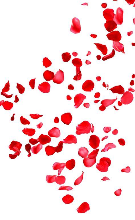 Premium Photo Falling Fresh Red Rose Petals On White Background