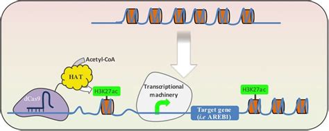 Schematic Illustration Of A Model For Dcas9 Hat Function In Download Scientific Diagram