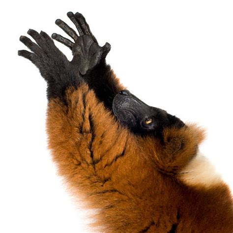 Lemur Hand Stock Photos, Pictures & Royalty-Free Images - iStock