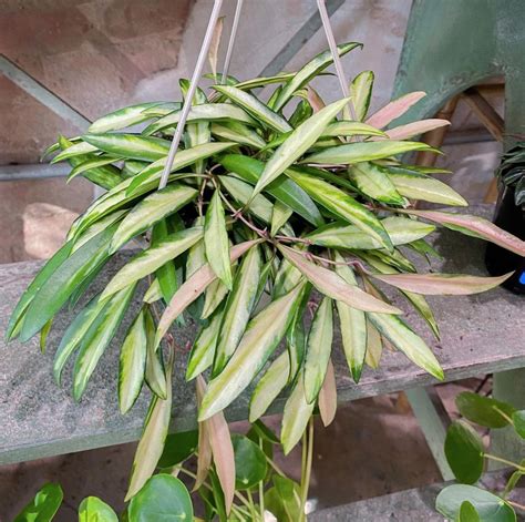 Hoya Kentiana Variegata Grogensgarden