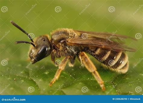 Detailed Closeup On A Female Bronze Furrow Bee Halictus Tumulorum