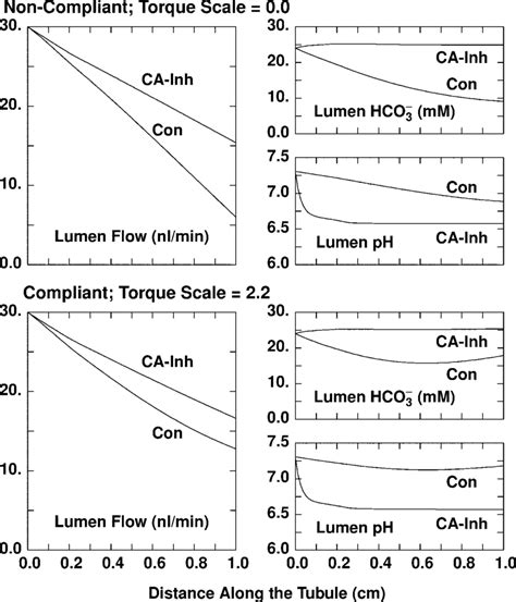 Impact Of Luminal Carbonic Anhydrase CA Inhibition On Proximal