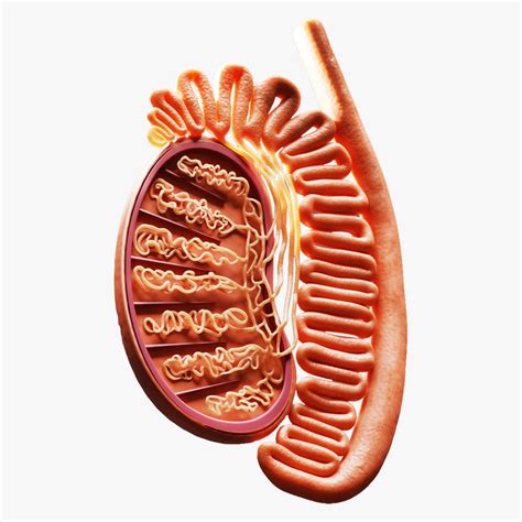 Male Testicles Testes Anatomy Model Turbosquid 1988351