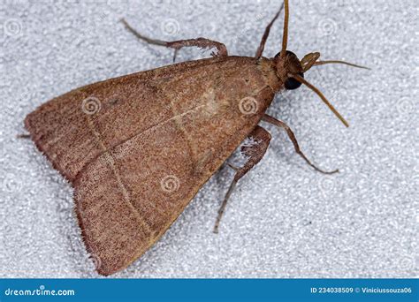 Adult Scaly Legged Pyralid Moth Stock Image Image Of Wildlife Insect