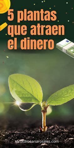 Plantas Que Atraen Dinero Prosperidad Y Fortuna A Tu Hogar Plantas