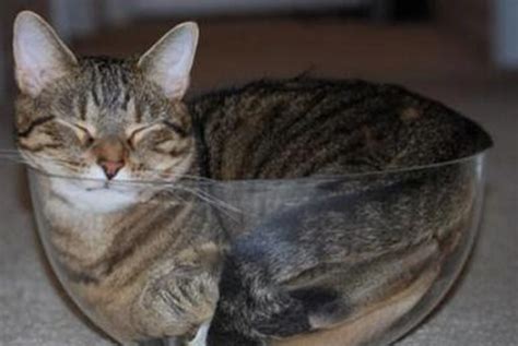 20 Hilarious Pictures Of Cats Squishing Into Bowls