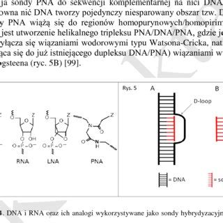 DNA, RNA and their analogues used as hybridization probes ...