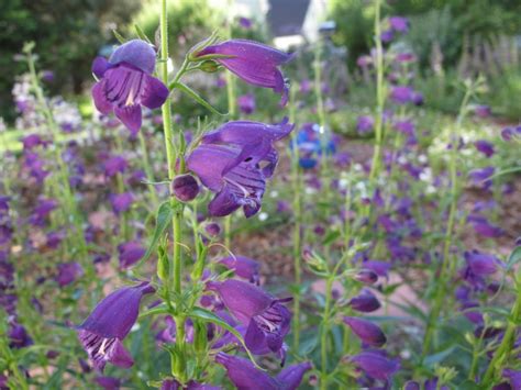 The Top 10 Flowers That Bloom All Year Pouted