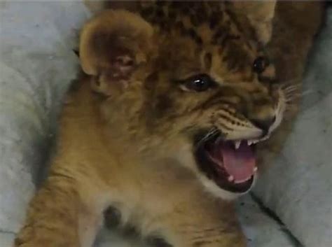 Baby Lion Has Cutest Roar Ever [Video]