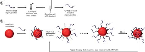 Step By Step Aunp Functionalization With Thiol Modified Oligonucleotide