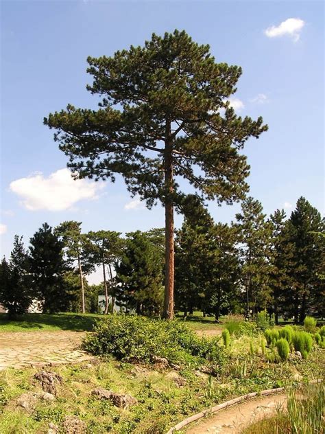 New Street Trees For Bexhill Trees For Cities