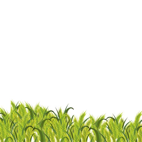 Fresh Wheat Field Graphic Elements, Wheat Field, Wheat, Wheat Pattern PNG Transparent Clipart ...