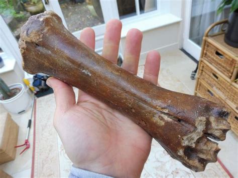 Fossil Steppe Bison Metacarpal For Sale UK Fossils North Sea