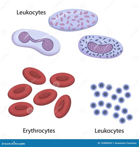 Composition Of Blood Vector Illustration Labeled Anatomical Structure