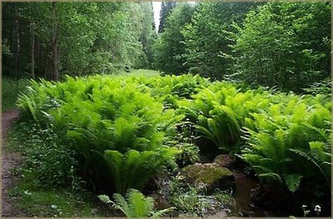 Native Shuttlecock Fern Ltr Matteuccia Struthiopteris Plant House