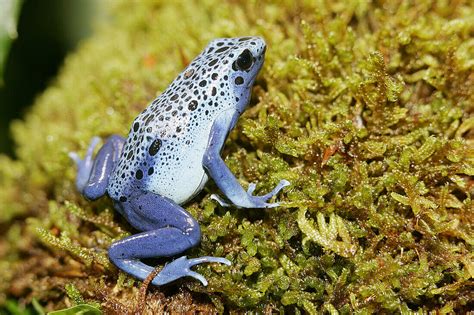 Blue Poison Arrow Frog Dendrobates License Image 70191518 Lookphotos